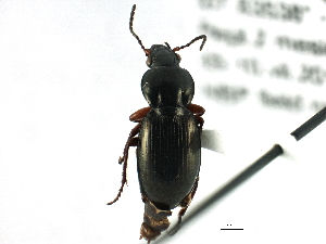  (Pterostichus caribou - CNC COLEO 00161209)  @14 [ ] CreativeCommons - Attribution (2013) CBG Photography Group Centre for Biodiversity Genomics