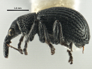  ( - CNC COLEO 00161068)  @13 [ ] CreativeCommons - Attribution (2013) CNC/CBG Photography Group Centre for Biodiversity Genomics