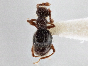  (Batrisodes striatus - CNC COLEO 00162774)  @14 [ ] CreativeCommons - Attribution (2013) CBG Photography Group Centre for Biodiversity Genomics