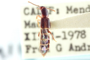  (Parothius californicus - CNC COLEO 00251861)  @13 [ ] CreativeCommons - Attribution (2014) CBG Photography Group Centre for Biodiversity Genomics