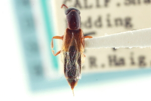  (Linohesperus borealis - CNC COLEO 00251886)  @14 [ ] CreativeCommons - Attribution (2014) CBG Photography Group Centre for Biodiversity Genomics