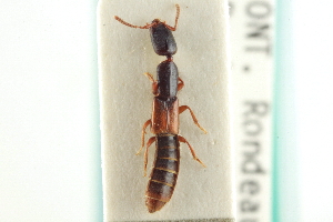  ( - CNC COLEO 00251897)  @11 [ ] CreativeCommons - Attribution (2014) CBG Photography Group Centre for Biodiversity Genomics