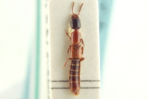  ( - CNC COLEO 00251924)  @11 [ ] CreativeCommons - Attribution (2014) CBG Photography Group Centre for Biodiversity Genomics
