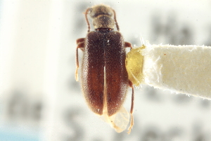  ( - CNC COLEO 00252329)  @11 [ ] CreativeCommons - Attribution (2014) CBG Photography Group Centre for Biodiversity Genomics