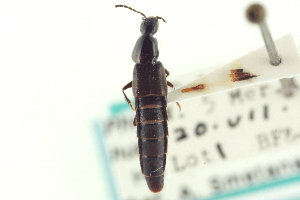  (Philonthus hudsonicus - CNC COLEO 00251571)  @14 [ ] CreativeCommons - Attribution (2014) CBG Photography Group Centre for Biodiversity Genomics