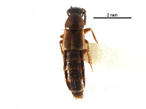  (Quedionuchus plagiatus - BIOUG32074-D06)  @15 [ ] CreativeCommons - Attribution (2017) CBG Photography Group Centre for Biodiversity Genomics