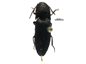  (Megapenthes tartareus - BIOUG32074-G08)  @13 [ ] CreativeCommons - Attribution (2017) CBG Photography Group Centre for Biodiversity Genomics