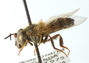  (Afrosyrphus schmuttereri - CNC DIPTERA 102961)  @11 [ ] CreativeCommons - Attribution (2011) CNC/CBG Photography Group Centre for Biodiversity Genomics