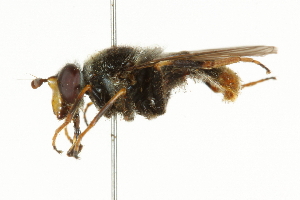  ( - CNC DIPTERA 101513)  @11 [ ] CreativeCommons - Attribution (2011) CNC/CBG Photography Group Centre for Biodiversity Genomics