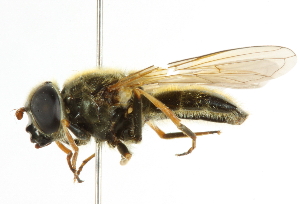  ( - CNC DIPTERA 101726)  @12 [ ] CreativeCommons - Attribution (2011) CNC/CBG Photography Group Centre for Biodiversity Genomics