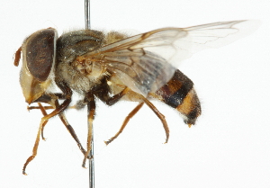  ( - CNC DIPTERA 101908)  @13 [ ] CreativeCommons - Attribution (2011) CNC/CBG Photography Group Centre for Biodiversity Genomics