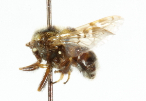  ( - CNC DIPTERA 101923)  @11 [ ] CreativeCommons - Attribution (2011) CNC/CBG Photography Group Centre for Biodiversity Genomics