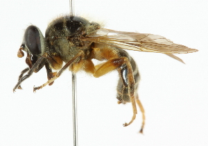  ( - CNC DIPTERA 101954)  @11 [ ] CreativeCommons - Attribution (2011) CNC/CBG Photography Group Centre for Biodiversity Genomics