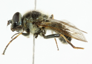  ( - CNC DIPTERA 101956)  @11 [ ] CreativeCommons - Attribution (2011) CNC/CBG Photography Group Centre for Biodiversity Genomics