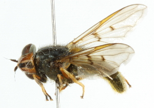  ( - CNC DIPTERA 102133)  @13 [ ] CreativeCommons - Attribution (2011) CNC/CBG Photography Group Centre for Biodiversity Genomics
