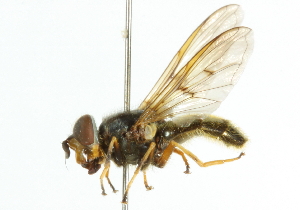 ( - CNC DIPTERA 102134)  @13 [ ] CreativeCommons - Attribution (2011) CNC/CBG Photography Group Centre for Biodiversity Genomics