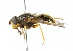  ( - CNC DIPTERA 102136)  @13 [ ] CreativeCommons - Attribution (2011) CNC/CBG Photography Group Centre for Biodiversity Genomics