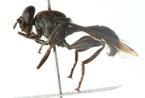  ( - CNC DIPTERA 102662)  @12 [ ] CreativeCommons - Attribution (2011) CNC/CBG Photography Group Centre for Biodiversity Genomics