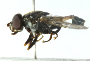  ( - CNC DIPTERA 102812)  @13 [ ] CreativeCommons - Attribution (2011) CNC/CBG Photography Group Centre for Biodiversity Genomics