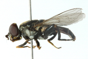  ( - CNC DIPTERA 102813)  @13 [ ] CreativeCommons - Attribution (2011) CNC/CBG Photography Group Centre for Biodiversity Genomics