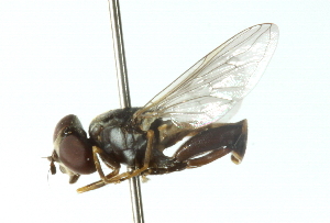  ( - CNC DIPTERA 102814)  @13 [ ] CreativeCommons - Attribution (2011) CNC/CBG Photography Group Centre for Biodiversity Genomics
