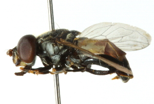  ( - CNC DIPTERA 102815)  @13 [ ] CreativeCommons - Attribution (2011) CNC/CBG Photography Group Centre for Biodiversity Genomics