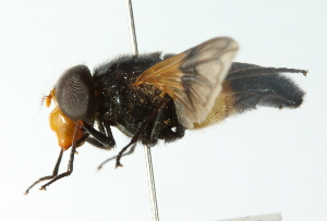  ( - CNC DIPTERA 102824)  @11 [ ] CreativeCommons - Attribution (2011) CNC/CBG Photography Group Centre for Biodiversity Genomics