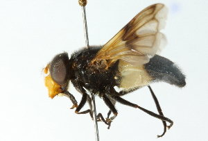  ( - CNC DIPTERA 102826)  @11 [ ] CreativeCommons - Attribution (2011) CNC/CBG Photography Group Centre for Biodiversity Genomics