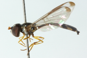 ( - CNC DIPTERA 102839)  @11 [ ] CreativeCommons - Attribution (2011) CNC/CBG Photography Group Centre for Biodiversity Genomics