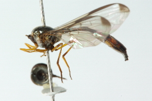  ( - CNC DIPTERA 102841)  @11 [ ] CreativeCommons - Attribution (2011) CNC/CBG Photography Group Centre for Biodiversity Genomics