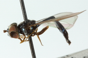  ( - CNC DIPTERA 102844)  @12 [ ] CreativeCommons - Attribution (2011) CNC/CBG Photography Group Centre for Biodiversity Genomics