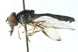  ( - CNC DIPTERA 102858)  @11 [ ] CreativeCommons - Attribution (2011) CNC/CBG Photography Group Centre for Biodiversity Genomics