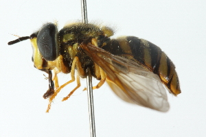  ( - CNC DIPTERA 103104)  @13 [ ] CreativeCommons - Attribution (2011) CNC/CBG Photography Group Centre for Biodiversity Genomics