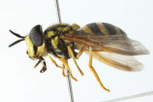  ( - CNC DIPTERA 103105)  @11 [ ] CreativeCommons - Attribution (2011) CNC/CBG Photography Group Centre for Biodiversity Genomics