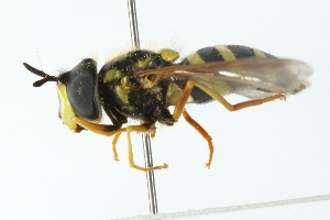  ( - CNC DIPTERA 103106)  @11 [ ] CreativeCommons - Attribution (2011) CNC/CBG Photography Group Centre for Biodiversity Genomics