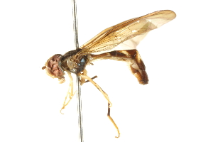 (Nuntianus punctifrons - CNC DIPTERA 105665)  @13 [ ] CreativeCommons - Attribution (2011) CNC/BIO Photography Group Centre for Biodiversity Genomics