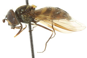  ( - CNC DIPTERA 105807)  @11 [ ] CreativeCommons - Attribution (2011) CNC/CBG Photography Group Centre for Biodiversity Genomics