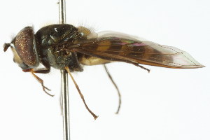  ( - CNC DIPTERA 105811)  @13 [ ] CreativeCommons - Attribution (2011) CNC/CBG Photography Group Centre for Biodiversity Genomics