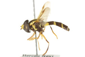  ( - CNC DIPTERA 106148)  @11 [ ] CreativeCommons - Attribution (2011) CNC/CBG Photography Group Centre for Biodiversity Genomics