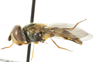  ( - CNC DIPTERA 11195)  @13 [ ] CreativeCommons - Attribution (2011) CNC/CBG Photography Group Centre for Biodiversity Genomics