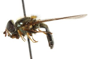  ( - CNC DIPTERA 16041)  @13 [ ] CreativeCommons - Attribution (2011) CNC/CBG Photography Group Centre for Biodiversity Genomics