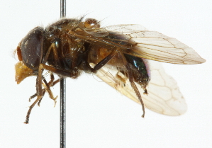  ( - CNC DIPTERA 33466)  @11 [ ] CreativeCommons - Attribution (2011) CNC/CBG Photography Group Centre for Biodiversity Genomics