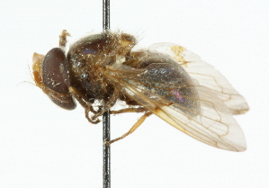  ( - CNC DIPTERA 33467)  @11 [ ] CreativeCommons - Attribution (2011) CNC/CBG Photography Group Centre for Biodiversity Genomics