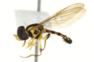  ( - CNC DIPTERA 35309)  @13 [ ] CreativeCommons - Attribution (2011) CNC/CBG Photography Group Centre for Biodiversity Genomics