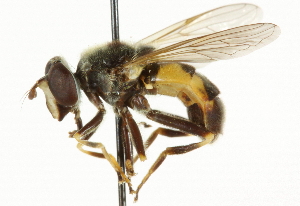  ( - CNC DIPTERA 36881)  @14 [ ] CreativeCommons - Attribution (2011) CNC/CBG Photography Group Centre for Biodiversity Genomics