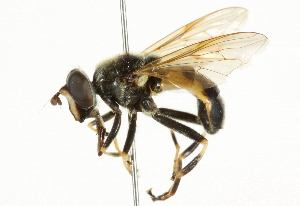  ( - CNC DIPTERA 36928)  @14 [ ] CreativeCommons - Attribution (2011) CNC/CBG Photography Group Centre for Biodiversity Genomics