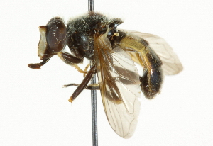  ( - CNC DIPTERA 36929)  @13 [ ] CreativeCommons - Attribution (2011) CNC/CBG Photography Group Centre for Biodiversity Genomics