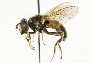  ( - CNC DIPTERA 36937)  @14 [ ] CreativeCommons - Attribution (2011) CNC/CBG Photography Group Centre for Biodiversity Genomics