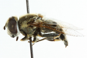  ( - CNC DIPTERA 46008)  @13 [ ] CreativeCommons - Attribution (2011) CNC/CBG Photography Group Centre for Biodiversity Genomics