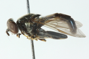  ( - CNC DIPTERA 48687)  @13 [ ] CreativeCommons - Attribution (2011) CNC/CBG Photography Group Centre for Biodiversity Genomics